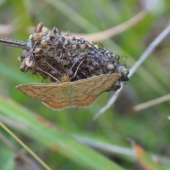 Scopula rubraria (Reddish Wave, Plantain Moth) at Griffith Woodland - 11 Feb 2024 by JodieR