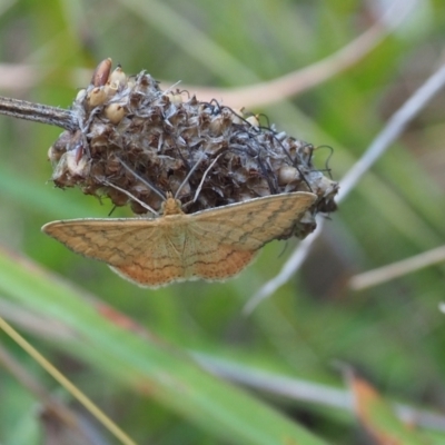 Scopula rubraria (Reddish Wave, Plantain Moth) at Griffith Woodland - 11 Feb 2024 by JodieR