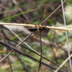 Eirone sp. (genus) (A flower wasp) at Griffith Woodland - 11 Feb 2024 by JodieR
