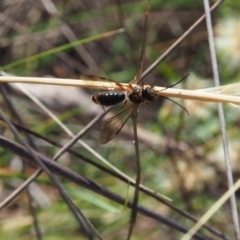 Eirone sp. (genus) (A flower wasp) at Griffith Woodland (GRW) - 12 Feb 2024 by JodieR