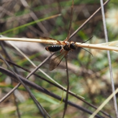 Eirone sp. (genus) (A flower wasp) at Griffith Woodland - 12 Feb 2024 by JodieR