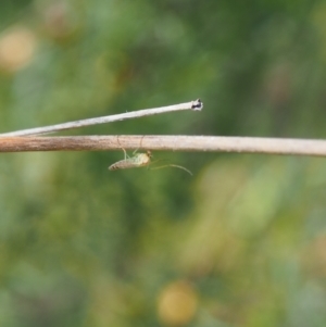 Chironomidae (family) at Griffith Woodland (GRW) - 12 Feb 2024