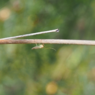 Chironomidae (family) (Non-biting Midge) at Griffith Woodland - 11 Feb 2024 by JodieR