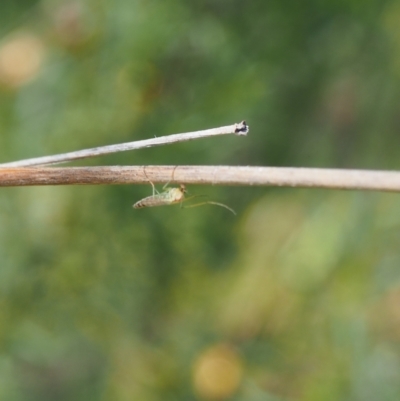 Chironomidae (family) (Non-biting Midge) at Griffith Woodland - 12 Feb 2024 by JodieR