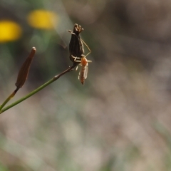 Chironomidae (family) (Non-biting Midge) at Griffith Woodland - 12 Feb 2024 by JodieR