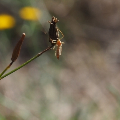 Chironomidae (family) (Non-biting Midge) at Griffith Woodland - 11 Feb 2024 by JodieR