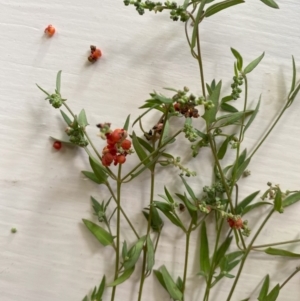 Einadia nutans at Red Hill to Yarralumla Creek - 13 Feb 2024