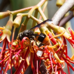 Hyleoides concinna at Mount Ainslie - 11 Feb 2024