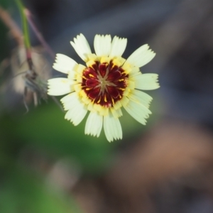 Tolpis barbata at Griffith Woodland (GRW) - 12 Feb 2024