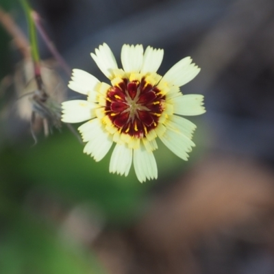 Tolpis barbata (Yellow Hawkweed) at Griffith Woodland - 11 Feb 2024 by JodieR