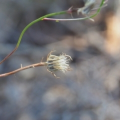 Tolpis barbata at Griffith Woodland (GRW) - 12 Feb 2024