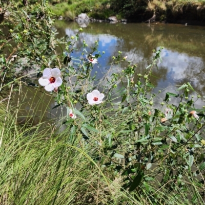 Pavonia hastata (Spearleaf Swampmallow) at Urambi Hills - 13 Feb 2024 by HarleyB