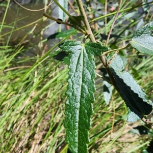 Pavonia hastata at Urambi Hills - 13 Feb 2024