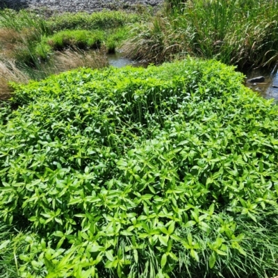 Alternanthera philoxeroides (Alligator Weed) at Greenway, ACT - 13 Feb 2024 by HarleyB