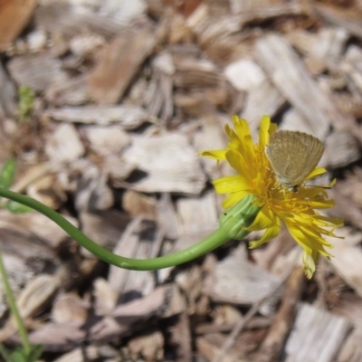 Zizina otis (Common Grass-Blue) at Griffith, ACT - 9 Feb 2024 by RobParnell