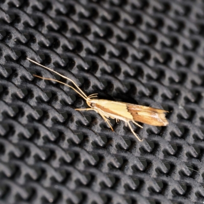 Crocanthes prasinopis (A Curved -horn moth) at Harrison, ACT - 12 Feb 2024 by DPRees125