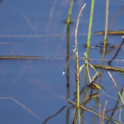 Ischnura heterosticta (Common Bluetail Damselfly) at Hall, ACT - 12 Feb 2024 by Anna123