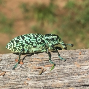 Chrysolopus spectabilis at Lower Borough, NSW - 1 Feb 2024 11:12 AM