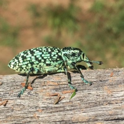 Chrysolopus spectabilis (Botany Bay Weevil) at Lower Borough, NSW - 1 Feb 2024 by mcleana