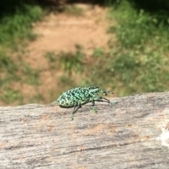 Chrysolopus spectabilis at Lower Borough, NSW - 1 Feb 2024