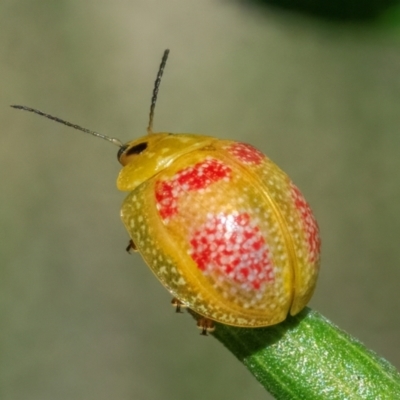 Paropsisterna fastidiosa (Eucalyptus leaf beetle) at QPRC LGA - 1 Jan 2024 by WHall