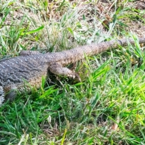Pogona barbata at QPRC LGA - suppressed