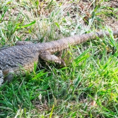 Pogona barbata (Eastern Bearded Dragon) at QPRC LGA - 1 Jan 2024 by WHall