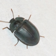 Unidentified Darkling beetle (Tenebrionidae) at QPRC LGA - 3 Jan 2024 by WHall