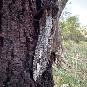 Endoxyla lituratus at Mount Ainslie - 11 Feb 2024