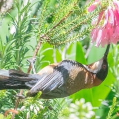 Acanthorhynchus tenuirostris (Eastern Spinebill) at QPRC LGA - 6 Jan 2024 by WHall