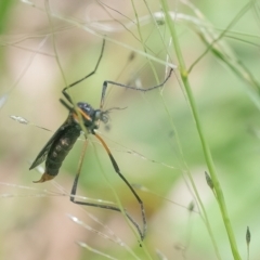 Limoniidae (family) (Unknown Limoniid Crane Fly) at QPRC LGA - 18 Jan 2024 by WHall