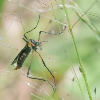 Limoniidae (family) (Unknown Limoniid Crane Fly) at QPRC LGA - 18 Jan 2024 by WHall