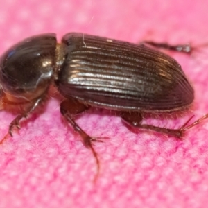 Acrossidius tasmaniae at QPRC LGA - 24 Jan 2024 08:38 PM