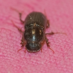 Acrossidius tasmaniae at QPRC LGA - 24 Jan 2024 08:38 PM