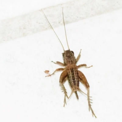 Unidentified Cricket (Orthoptera, several families) at QPRC LGA - 7 Feb 2024 by WHall