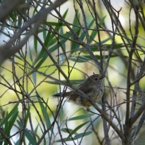 Acanthiza pusilla at Hall, ACT - 13 Feb 2024