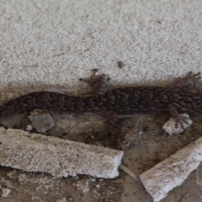Christinus marmoratus (Southern Marbled Gecko) at Hall, ACT - 21 Dec 2023 by Anna123
