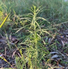 Cassinia longifolia (Shiny Cassinia, Cauliflower Bush) at Higgins, ACT - 13 Feb 2024 by Untidy