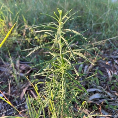 Cassinia longifolia (Shiny Cassinia, Cauliflower Bush) at Higgins Woodland - 13 Feb 2024 by Untidy