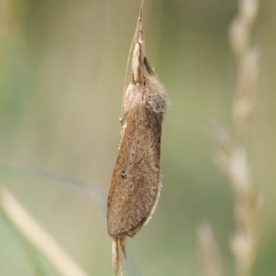 Fraus (genus) (A swift or ghost moth) at Tharwa, ACT - 12 Feb 2024 by DPRees125