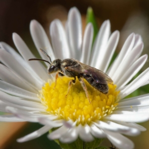 Lasioglossum (Homalictus) sp. (genus & subgenus) at Harrison, ACT - suppressed