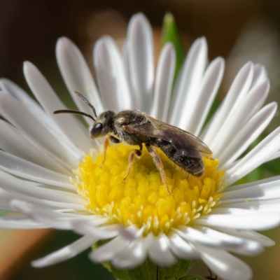 Lasioglossum (Homalictus) sp. (genus & subgenus) (Furrow Bee) at Harrison, ACT - 9 Feb 2024 by DPRees125