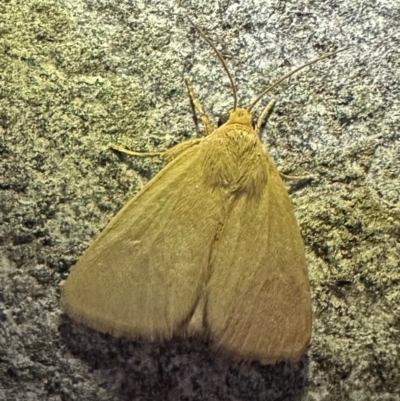 Leucania abdominalis (Leucania abdominalis) at Reid, ACT - 4 Feb 2024 by Pirom