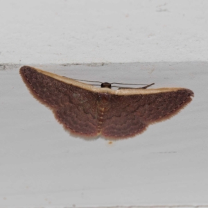 Idaea inversata at Harrison, ACT - 9 Feb 2024