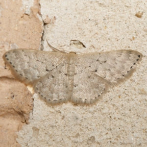 Idaea philocosma at Harrison, ACT - suppressed