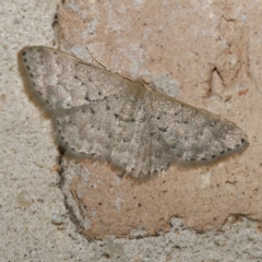 Idaea philocosma at Harrison, ACT - suppressed