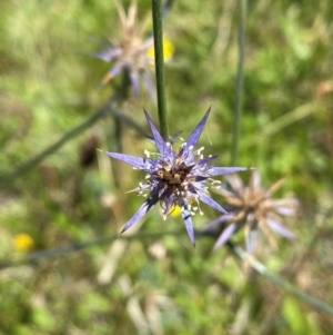 Eryngium ovinum at Pialligo, ACT - 13 Feb 2024 12:07 PM