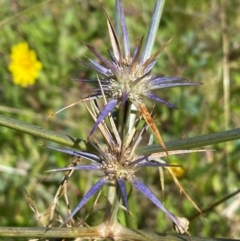 Eryngium ovinum at Pialligo, ACT - 13 Feb 2024 12:07 PM