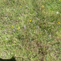 Eryngium ovinum at Pialligo, ACT - 13 Feb 2024