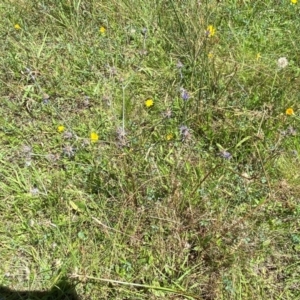 Eryngium ovinum at Pialligo, ACT - 13 Feb 2024 12:07 PM